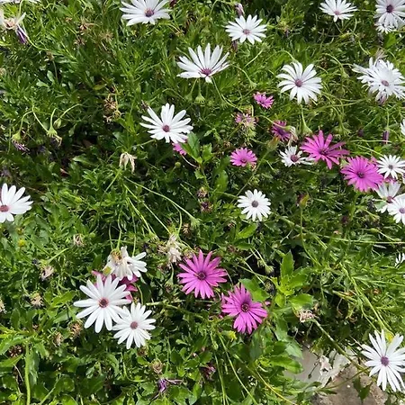 Corralitos 度假居 埃尔米瓜