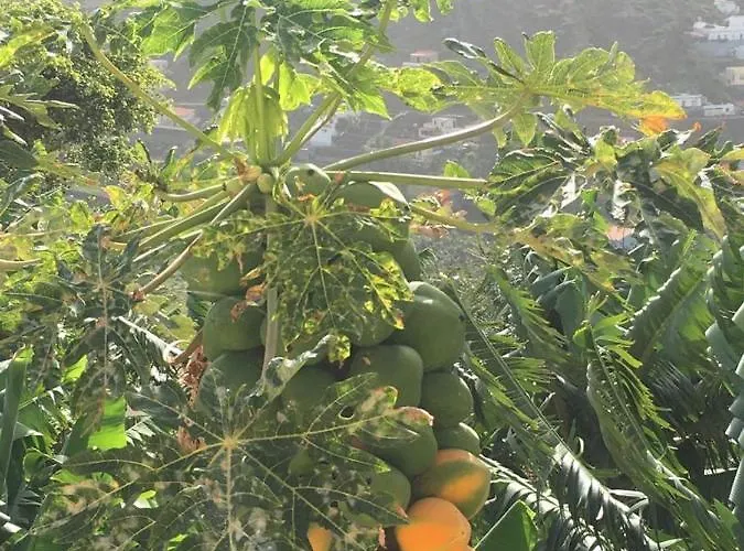 Semesterbostad Corralitos