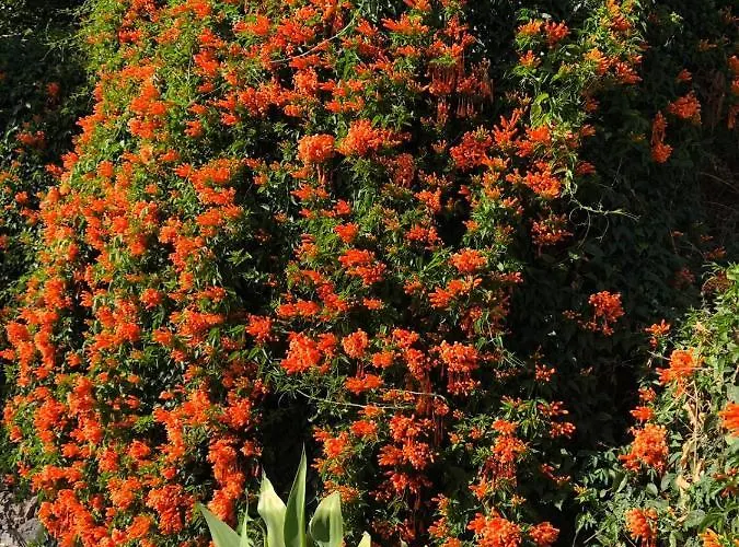 Semesterbostad Corralitos *