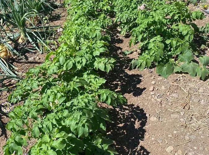 Дом отдыха Corralitos Эрмигва