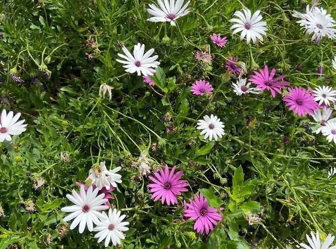 Corralitos Semesterbostad Hermigua