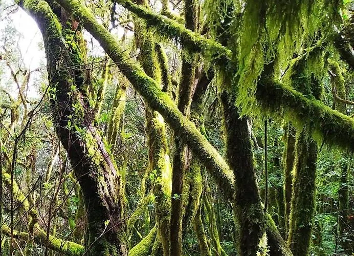 Corralitos Эрмигва